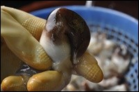 ǰ