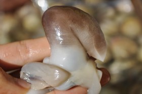 ǰ