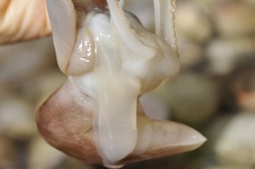 ǰ